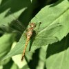 SYMPETRUM STRIE. Libellule. ISABELLE TURBAN
